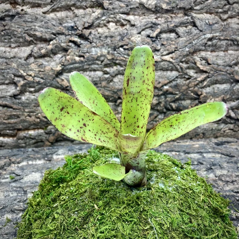 Mini Neoregelia Bromeliad –Candelabra