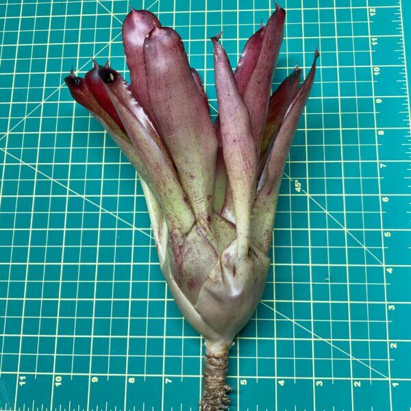 Neoregelia Bromeliad 696 x Charm size