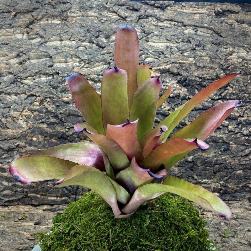 Neoregelia Bromeliad Carcharodon Spines x Fireball