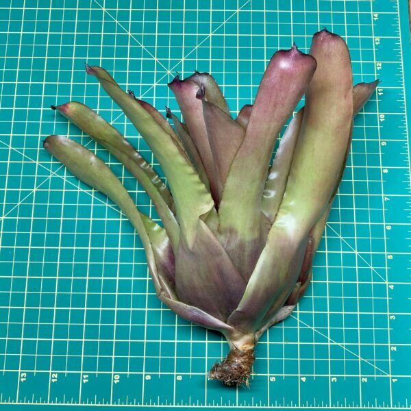 Neoregelia Bromeliad Carcharodon Spines x Fireball size