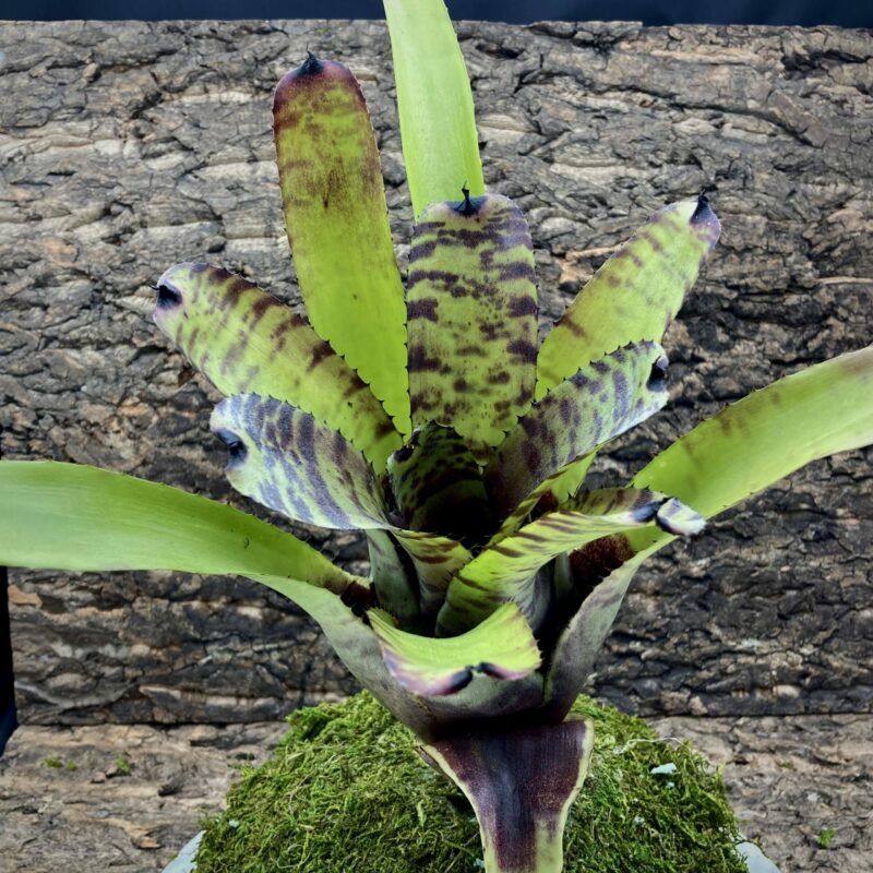 ブロメリア・エアープランツ Neoregelia Carcharodon Tiger Neoregelia