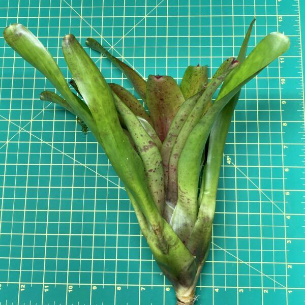 Neoregelia Bromeliad Carcharodon x Fireball x Olens size