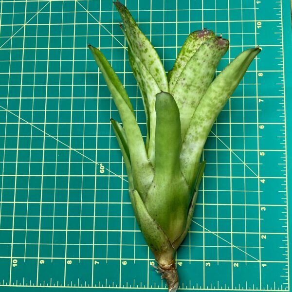 Neoregelia Bromeliad Ice White River Size