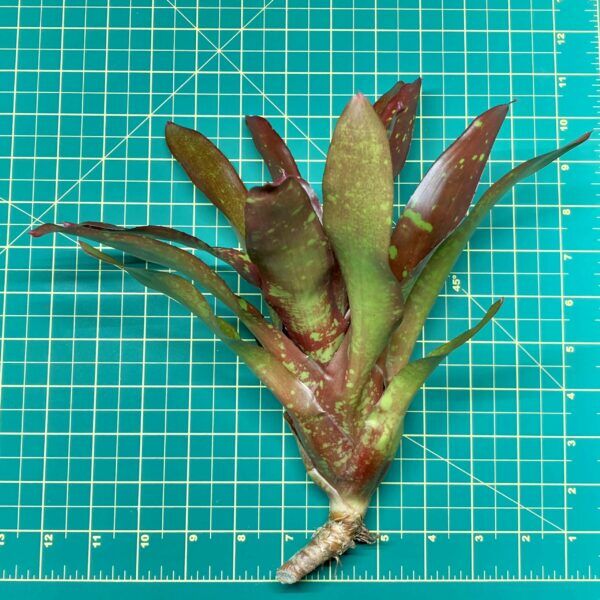 Neoregelia Bromeliad Juicy Fruit Size