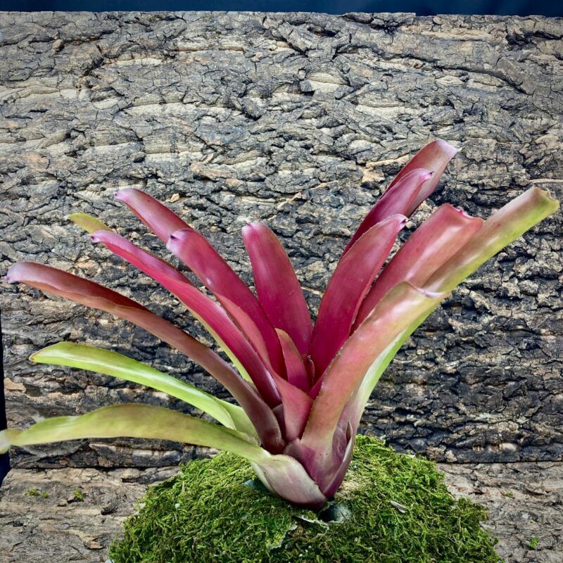 Neoregelia Bromeliad Pink Fireball