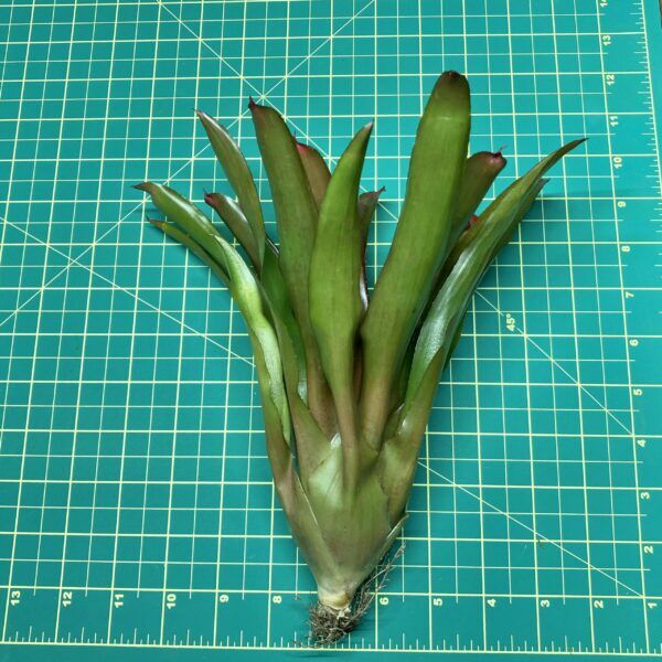 Neoregelia Bromeliad Riens Pride size