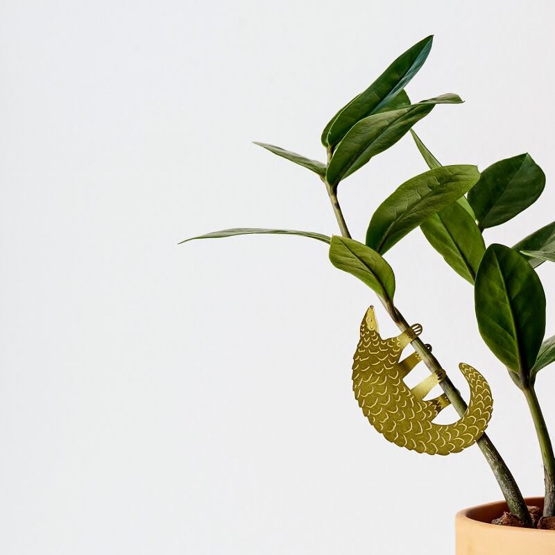 Plant Animal Pangolin