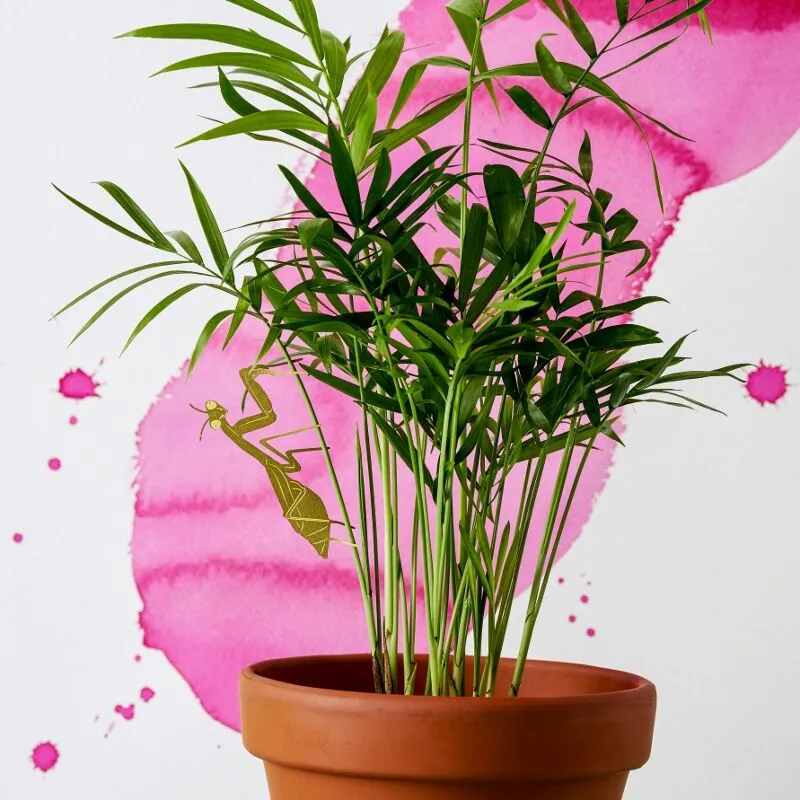 Plant Animal Preying Mantis