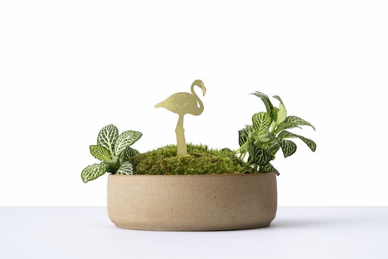 Plant Animals Flamingo