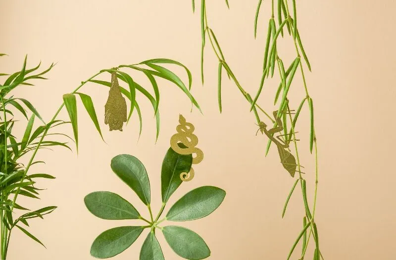 Plant Animals Snake Bat Praying Mantis