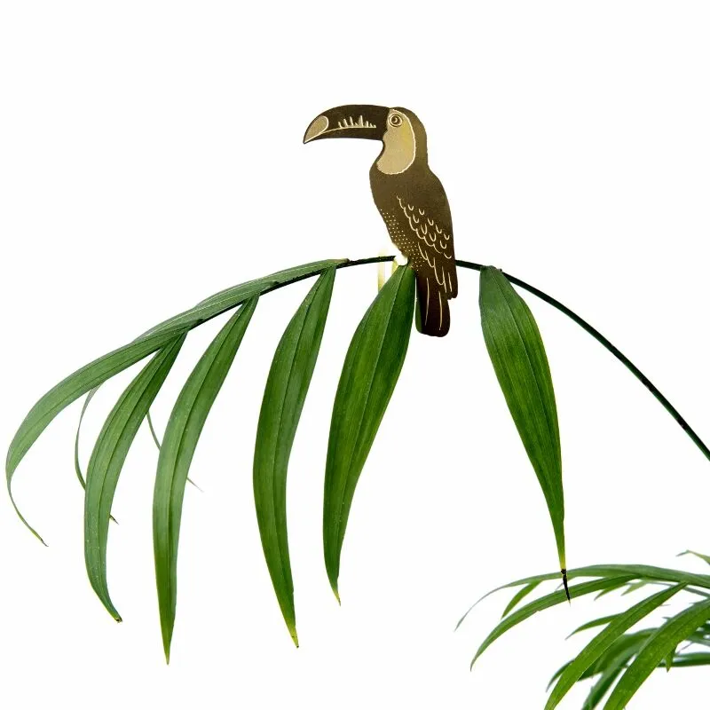 Plant Animals Toucan