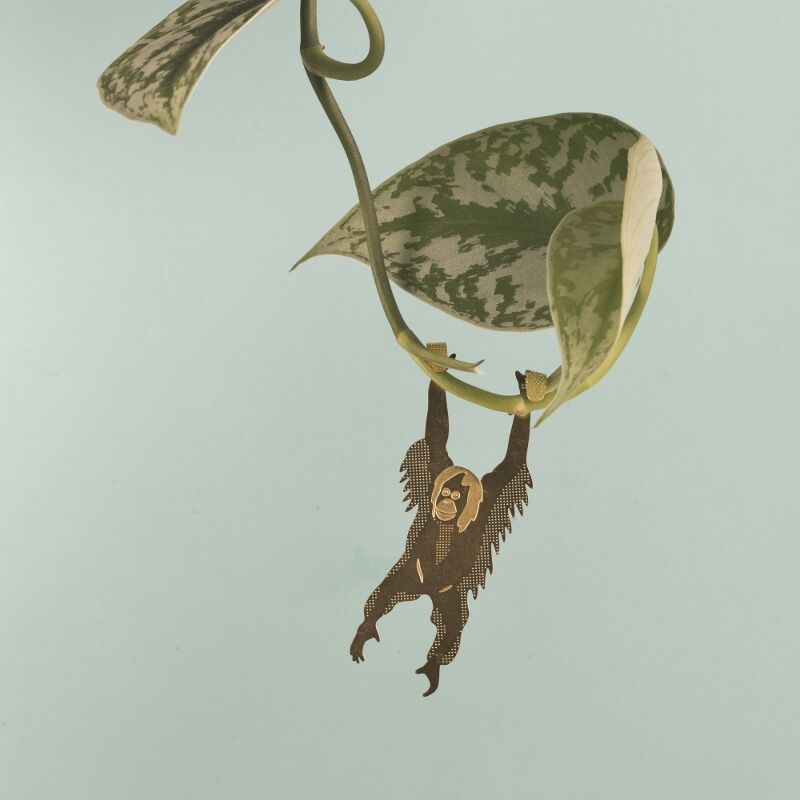 Plant Animals orangutan