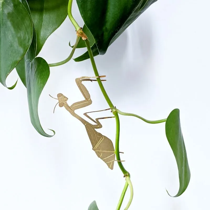 Plant Animals praying mantis