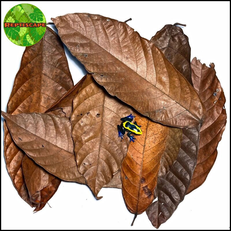Reptiscape Capoazu Leaves with Dart Frog