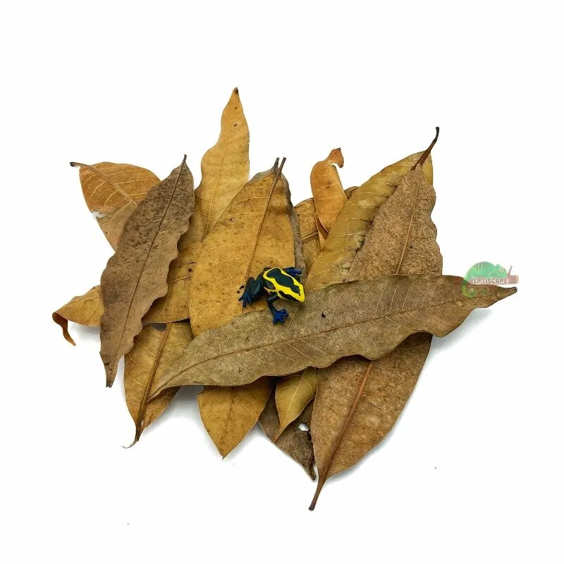 Reptiscape Mango Leaves Large with Dart Frog