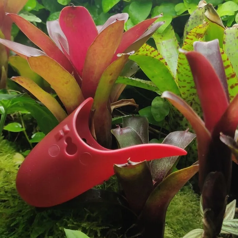 Tad-Pool Ruby Red in Terrarium