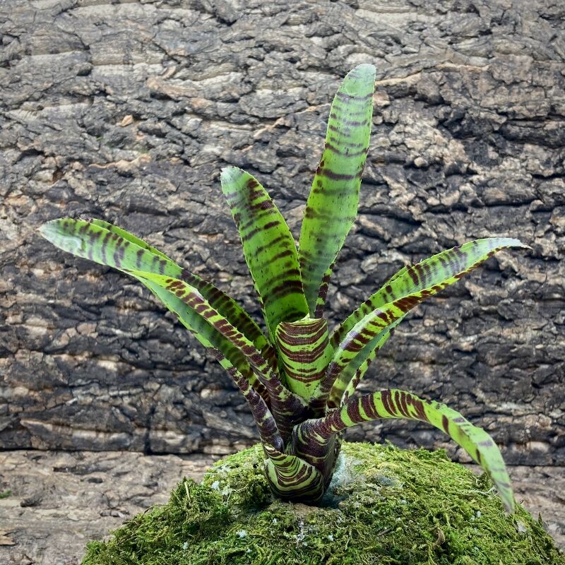 Mini Neoregelia Bromeliad - Killer Bee