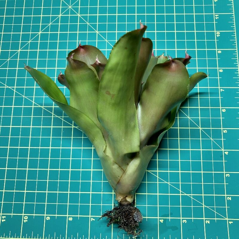 Neoregelia Bromeliad - Copper size
