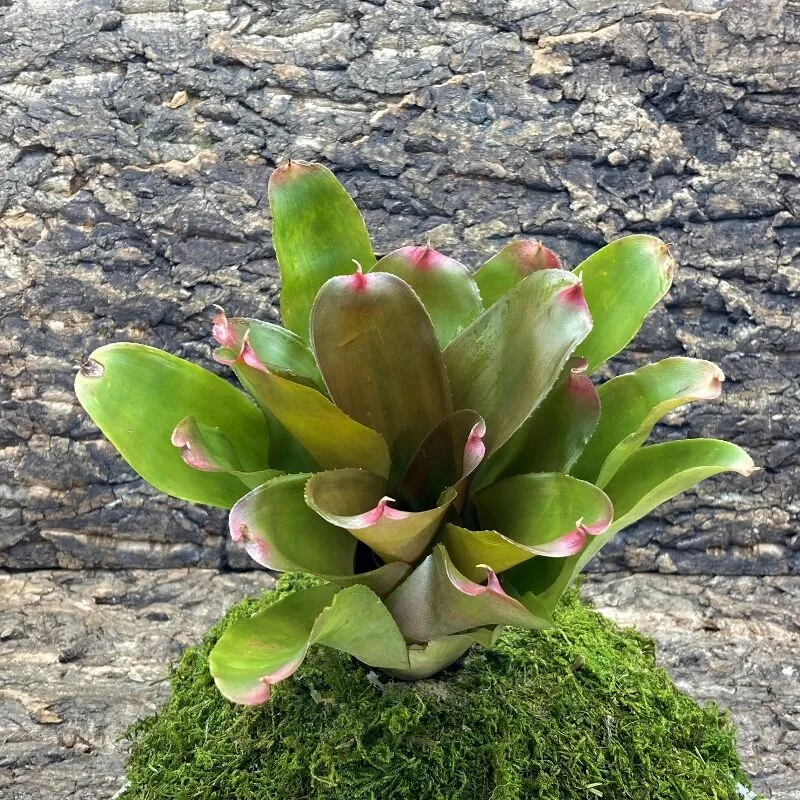 Neoregelia Bromeliad - Copper