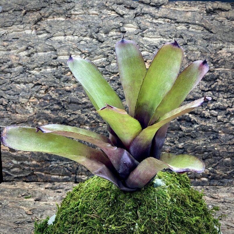 Neoregelia Bromeliad - Fireball x Spines