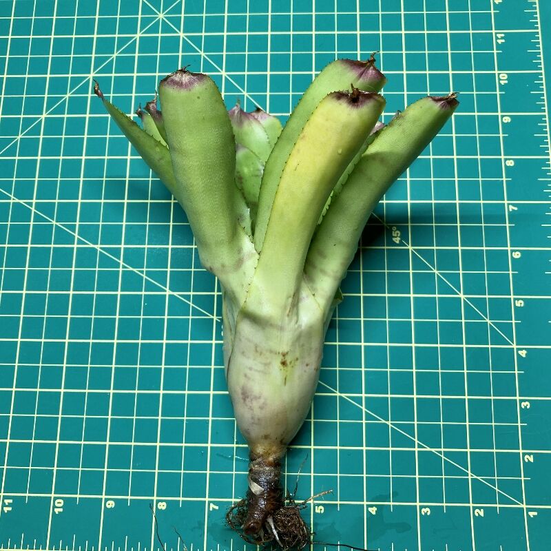 Neoregelia Bromeliad - Green Hornet size