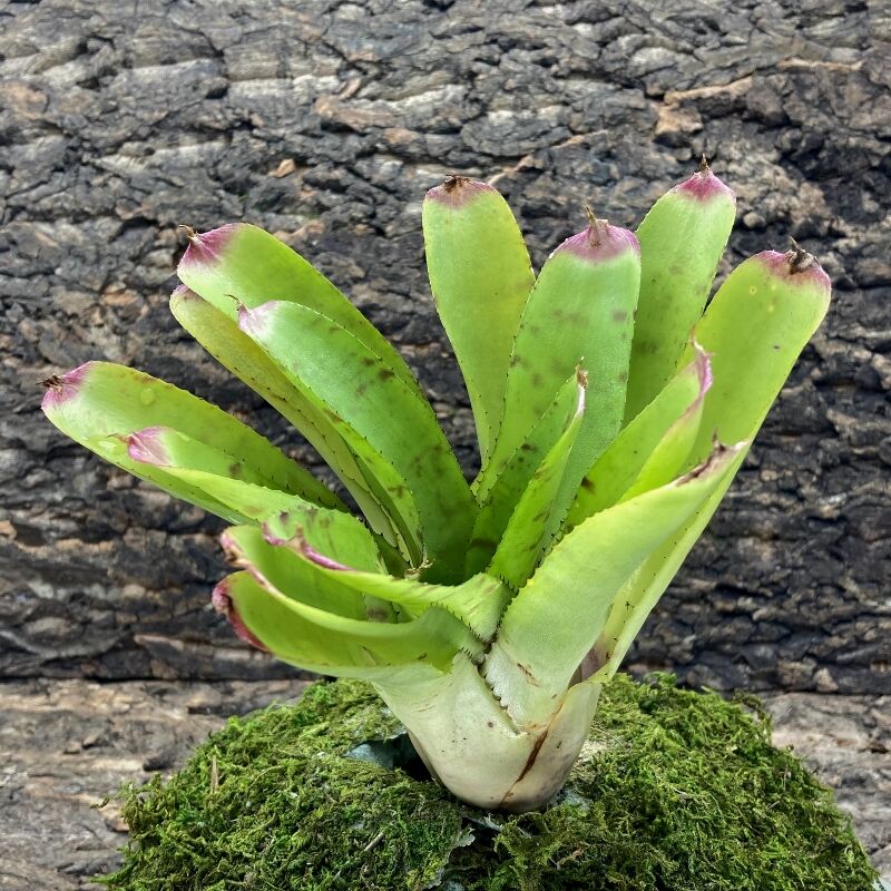 Neoregelia Bromeliad - Green Hornet