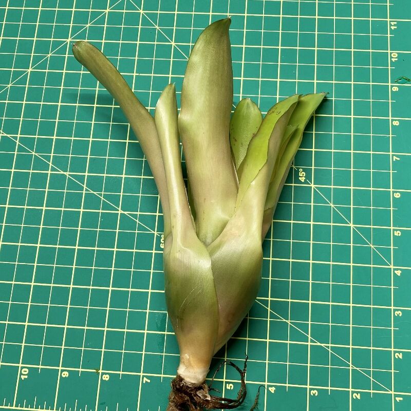 Neoregelia Bromeliad - Jazz size
