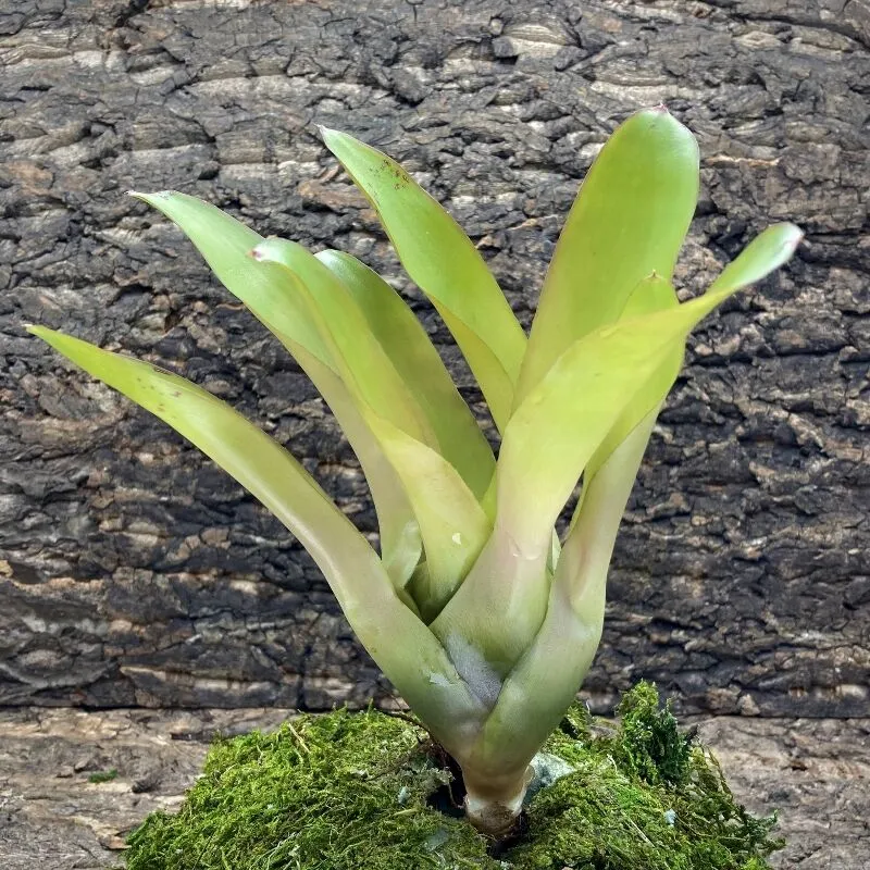 Neoregelia Bromeliad - Jazz