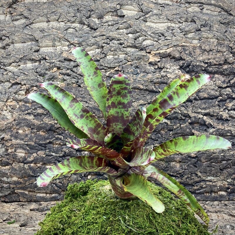 Neoregelia Bromeliad - Rafa x Screaming Tiger