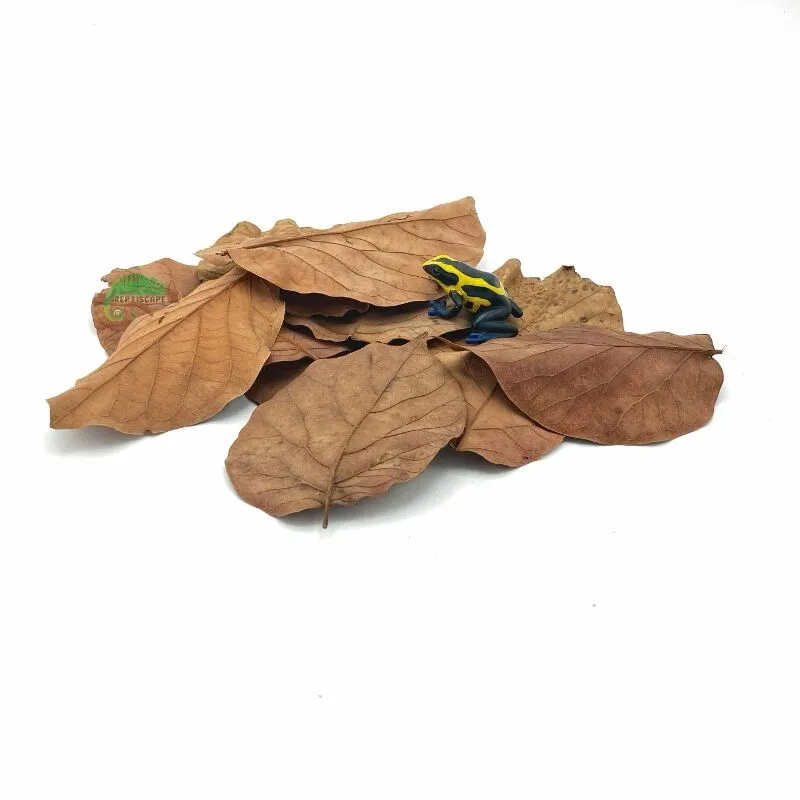 Reptiscape Avocado Leaves mix pack with Dart Frog