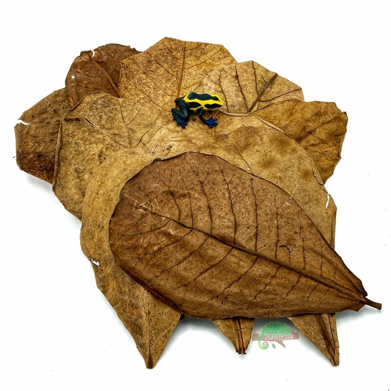 Reptiscape Catappa Small Leaves with Dart Frog
