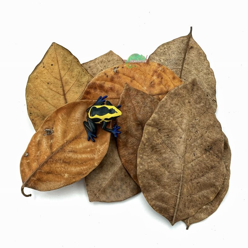 Reptiscape Jackfruit Small leaves with dart frog 1