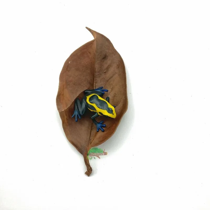 Reptiscape Mangosteen Leaf with Dart Frog