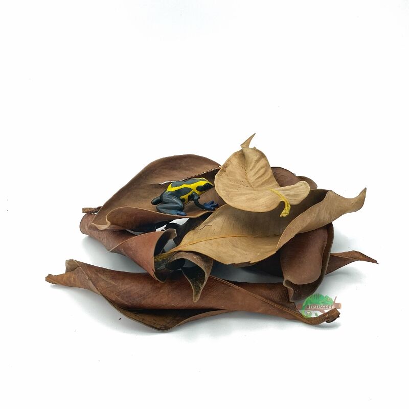 Reptiscape Mangosteen Leaves Mix Pack with Dart Frog