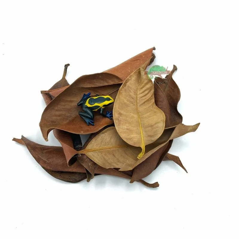 Reptiscape Mangosteen Leaves with Dart Frog