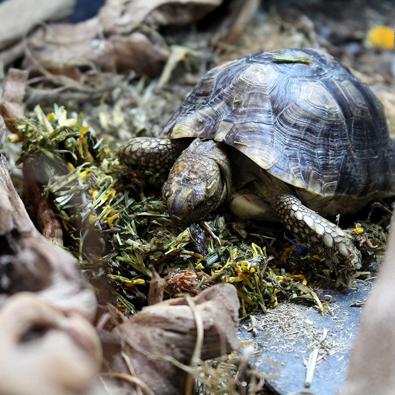 All Natural Tortoise Food by Arcadia - Image 6