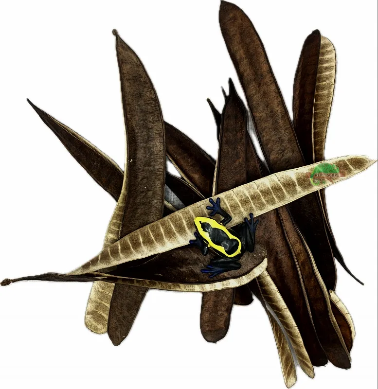 Ipil Seed Pod with Frog