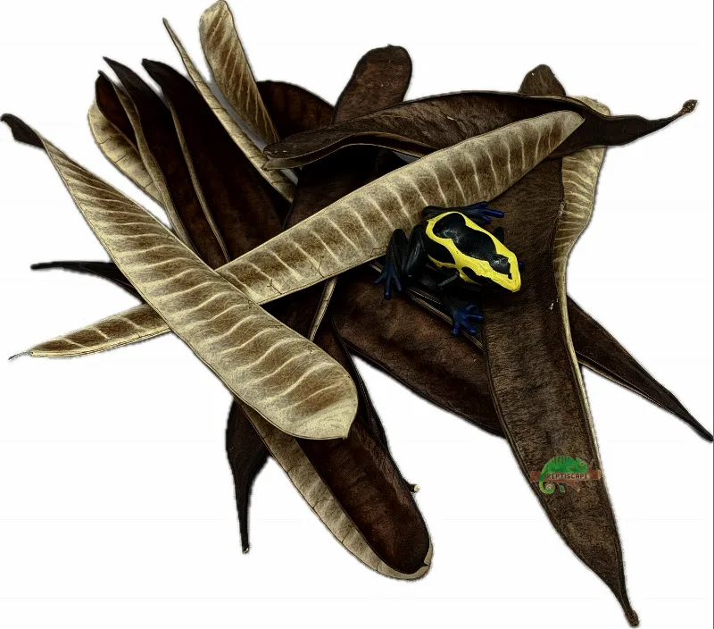 Ipil seed pods with Dart Frog