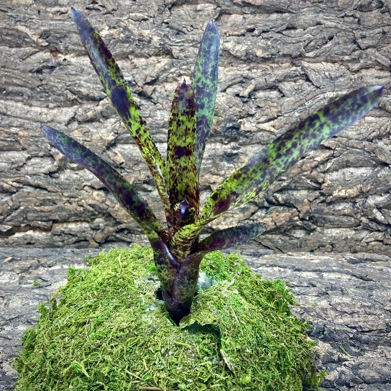 Mini Neoregelia Blackberry