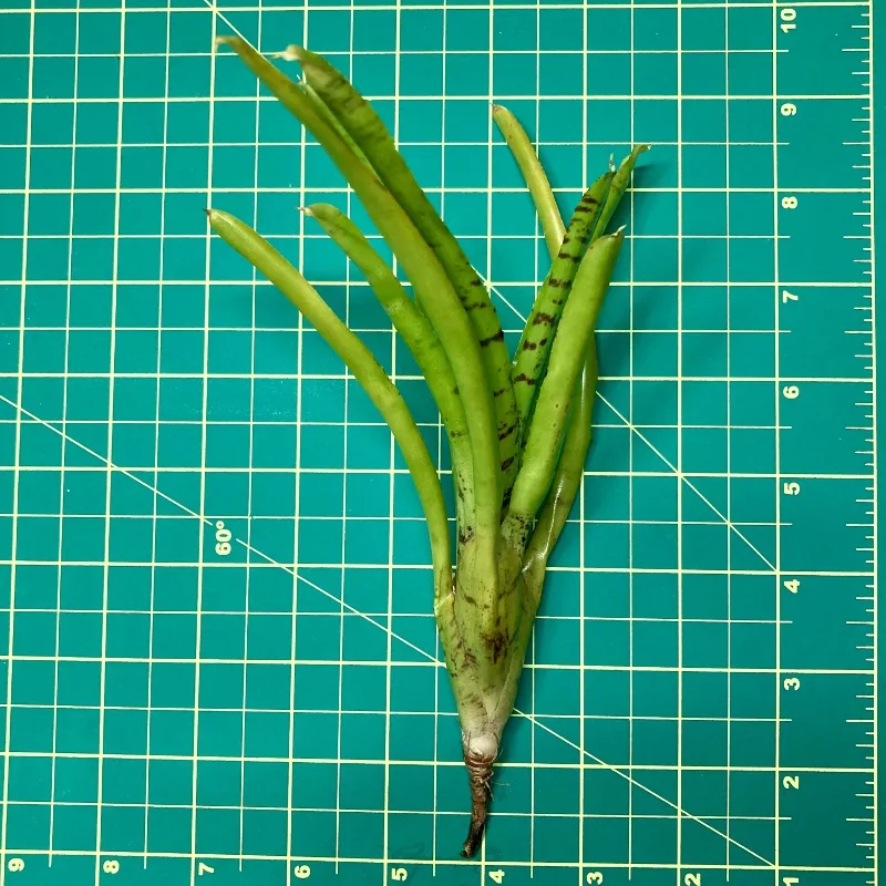 Mini Neoregelia Golden Boy size