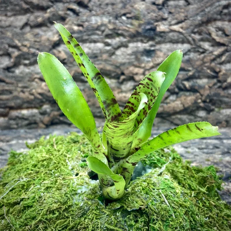 Mini Neoregelia Topsider