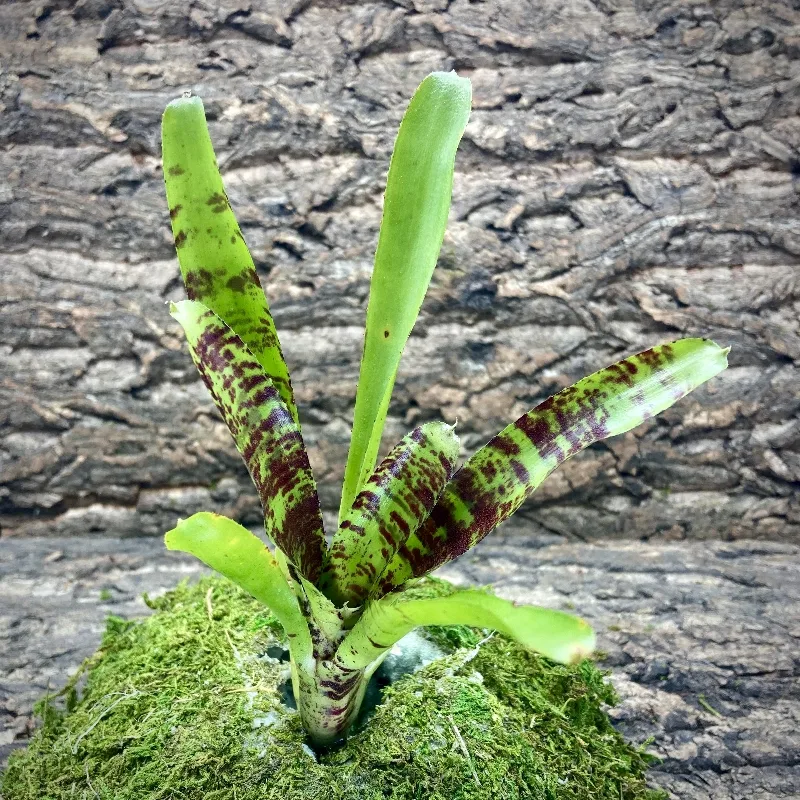 Mini Neoregelia Topsider