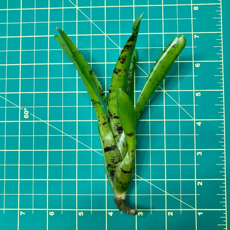 Mini Neoregelia Topsider size