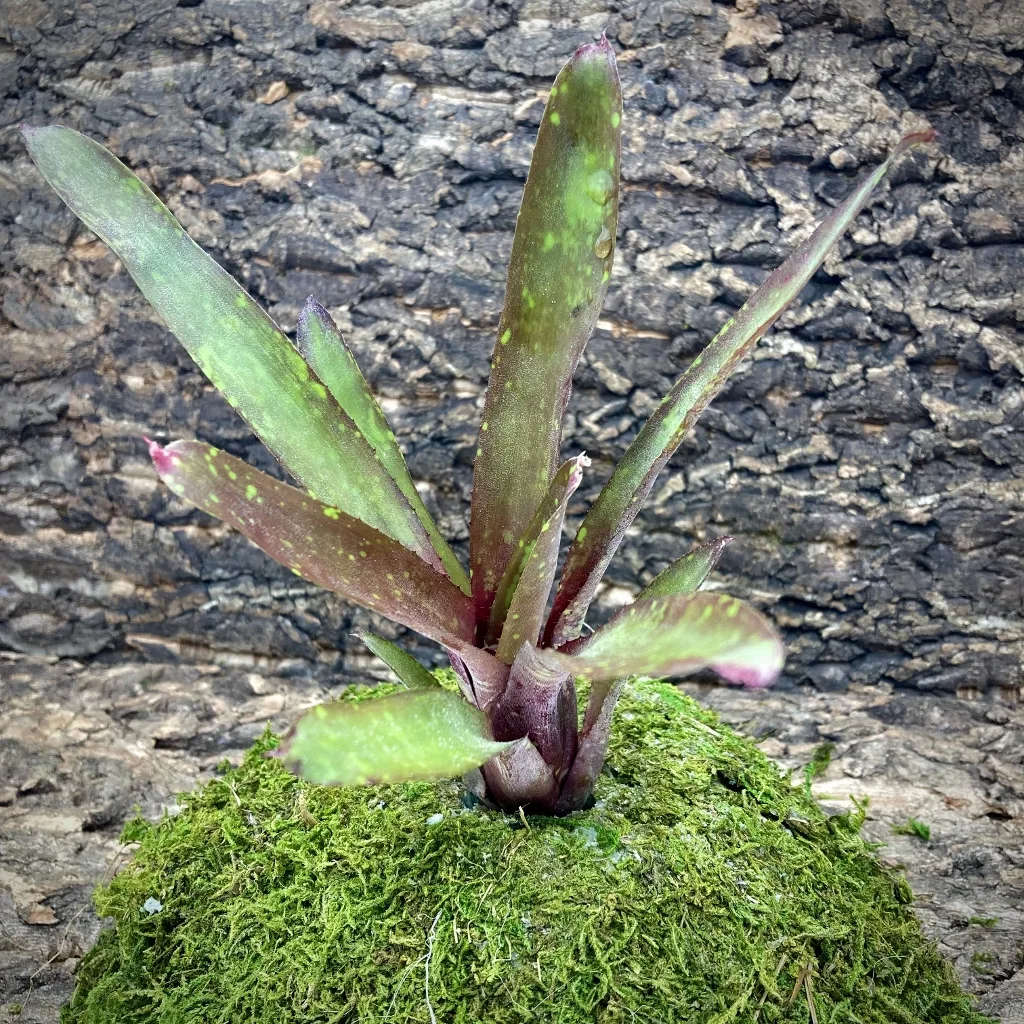 Mini Neoregelia Bromeliad Dads Special