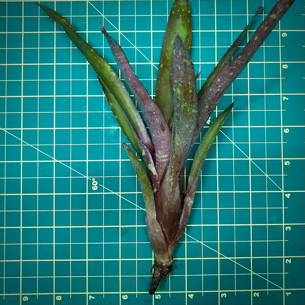 Mini Neoregelia Bromeliad Dads Special size
