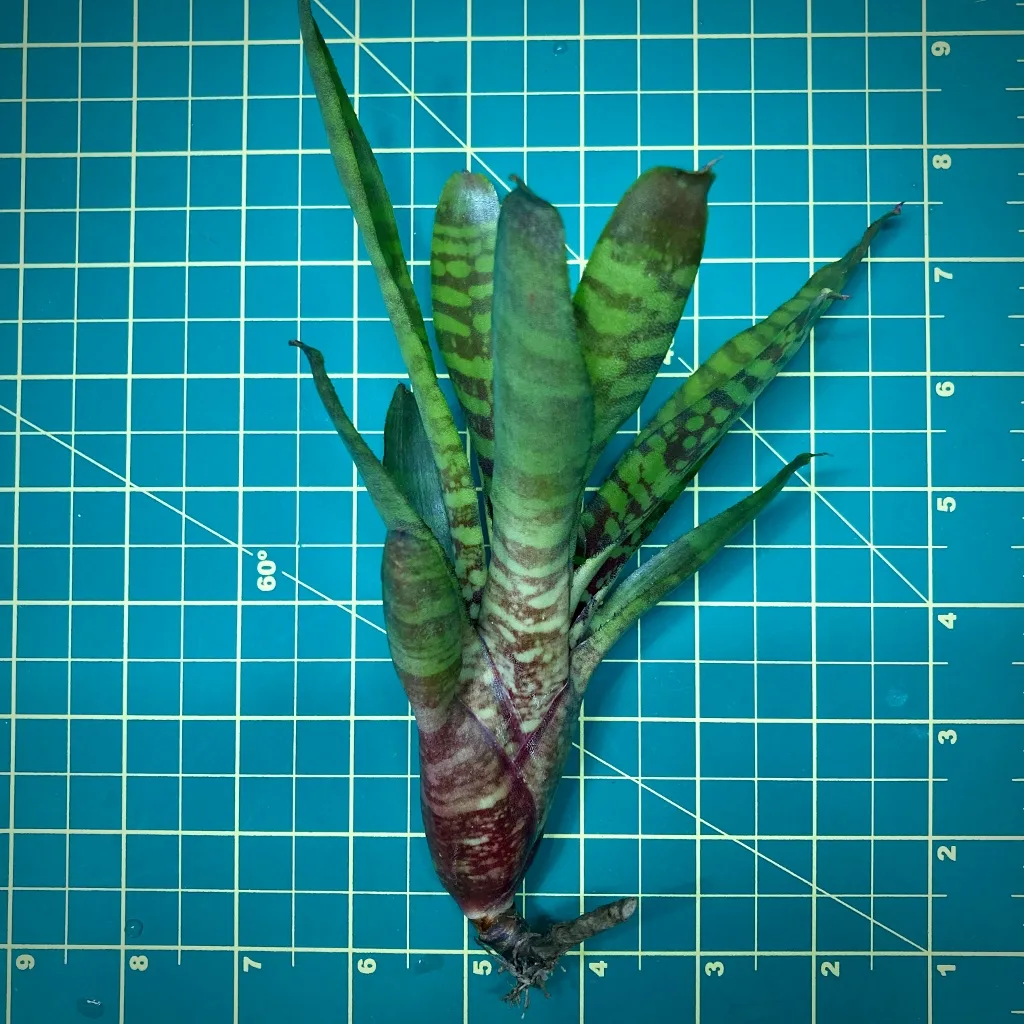 Mini Neoregelia Bromeliad Fever Pitch size