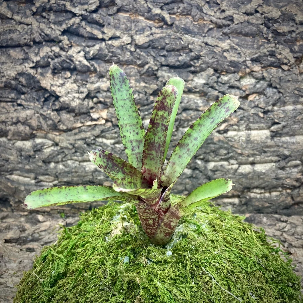 Mini Neoregelia Bromeliad Tabby