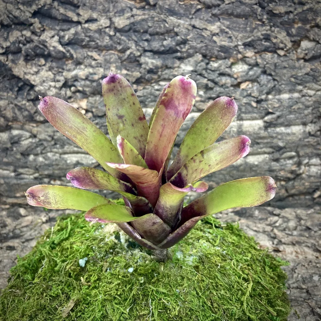 Mini Neoregelia Bromeliad Tom Tom