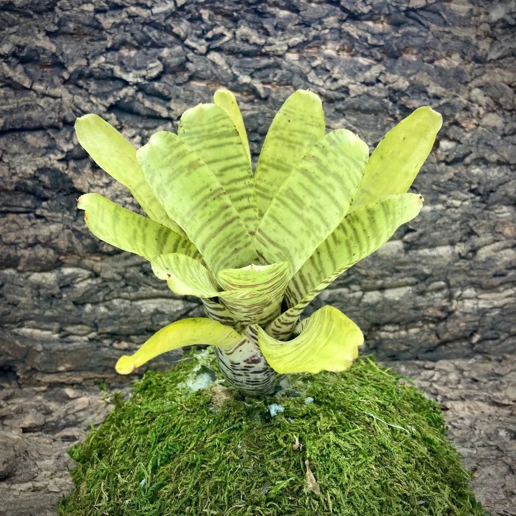 Neoregelia Bromeliad Tigrina