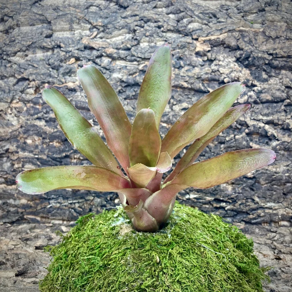 Neoregelia Powerball